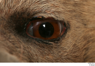 Striped Hyena Hyaena hyaena eye 0004.jpg